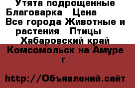 Утята подрощенные Благоварка › Цена ­ 100 - Все города Животные и растения » Птицы   . Хабаровский край,Комсомольск-на-Амуре г.